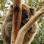 Kennet River koala sugli alberi